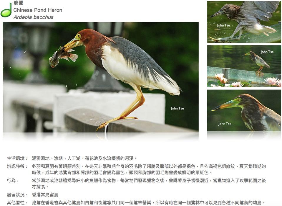 chinese-pond-heron.JPG