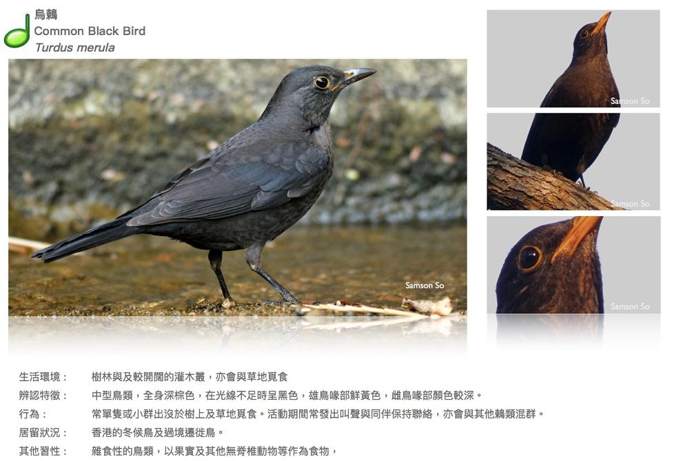 common-black-bird.JPG