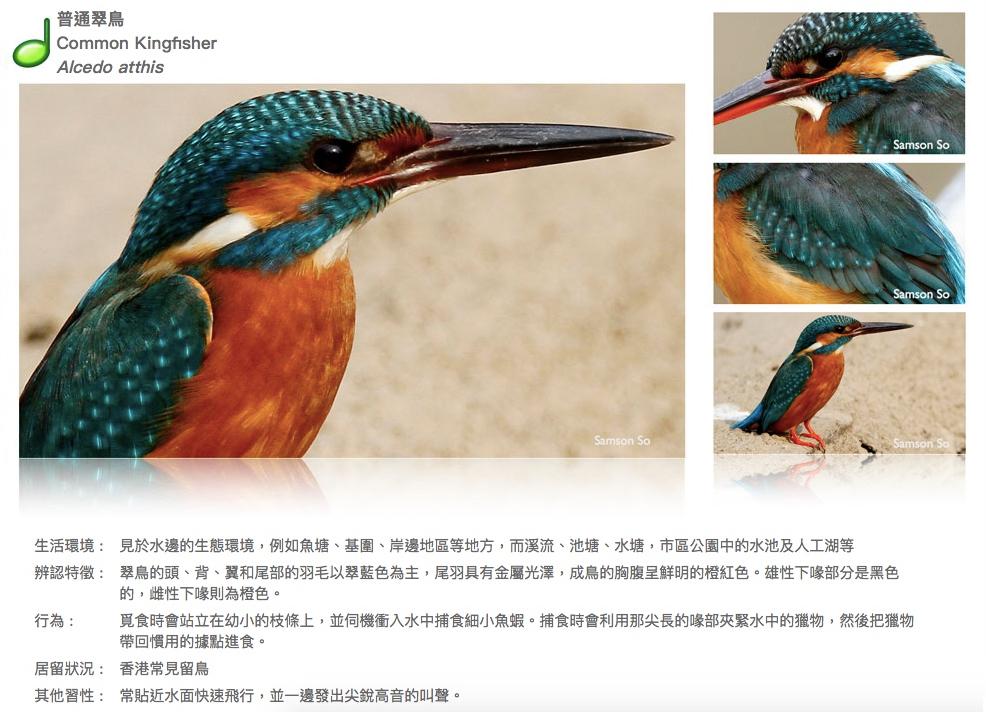 common-kingfisher.JPG