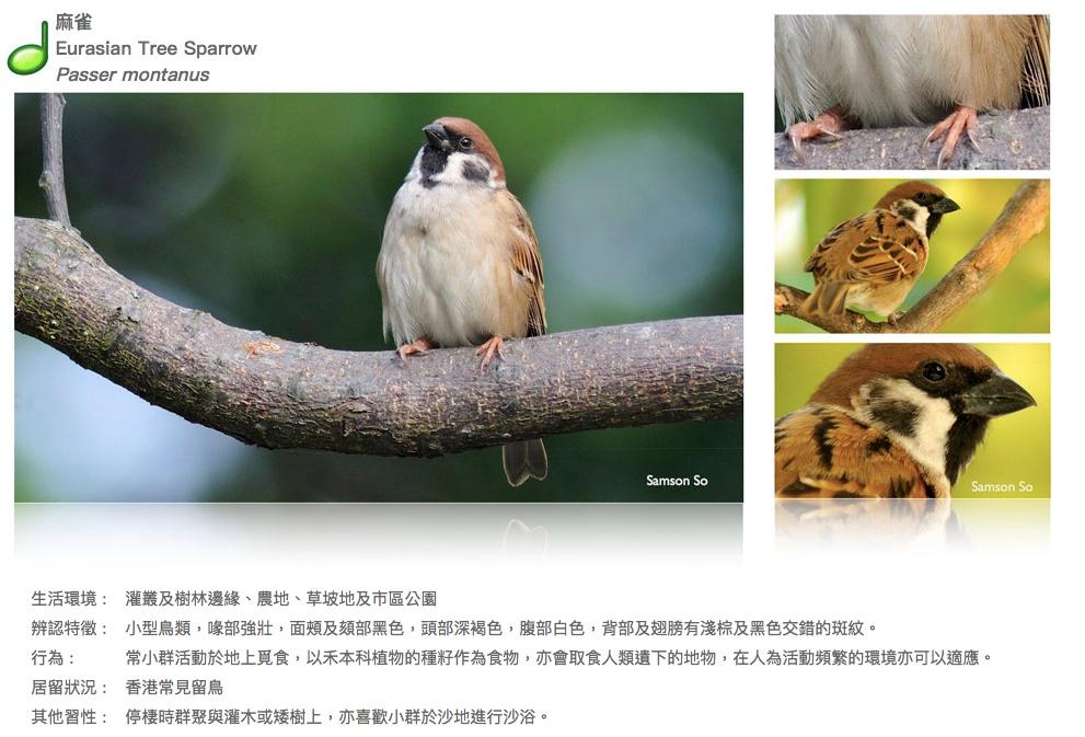 eurasian-tree-sparrow.JPG