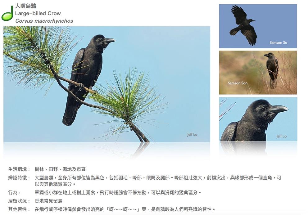 large-billed-crow.JPG