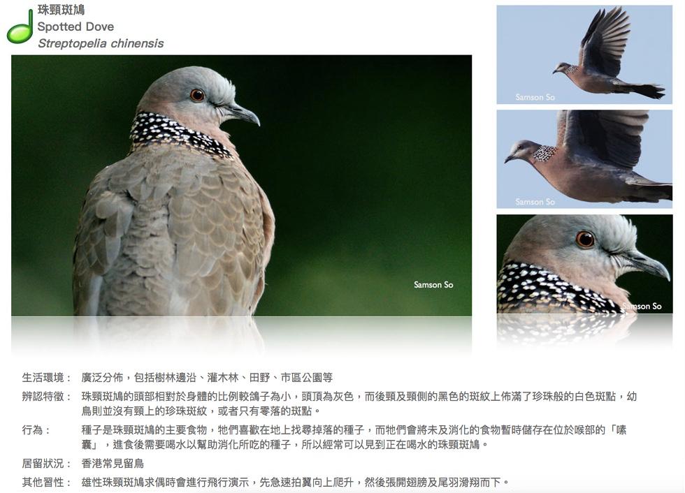 spotted-dove.JPG