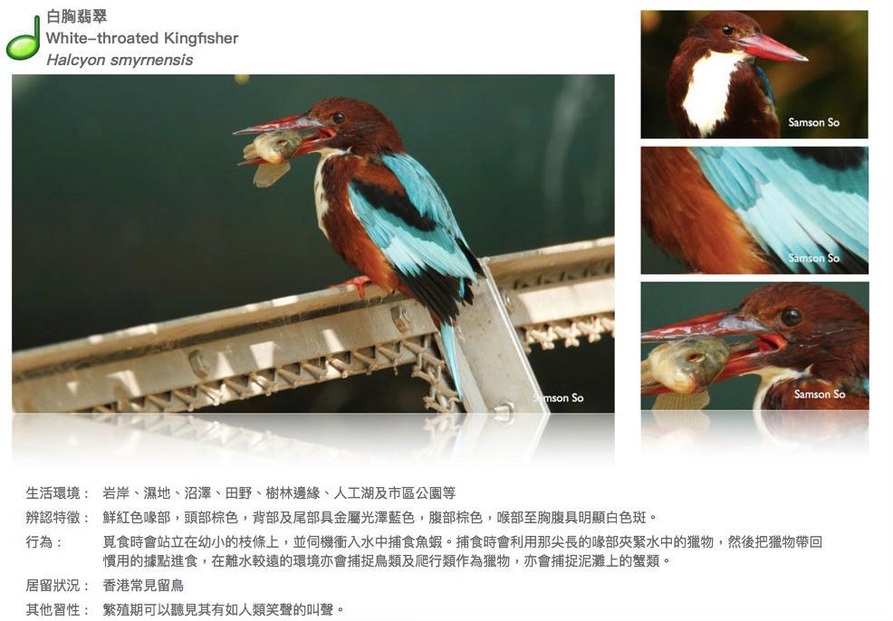 white-throated-kingfisher.JPG