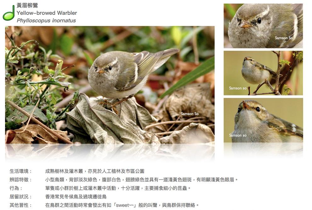 yellow-browed-warbler.JPG