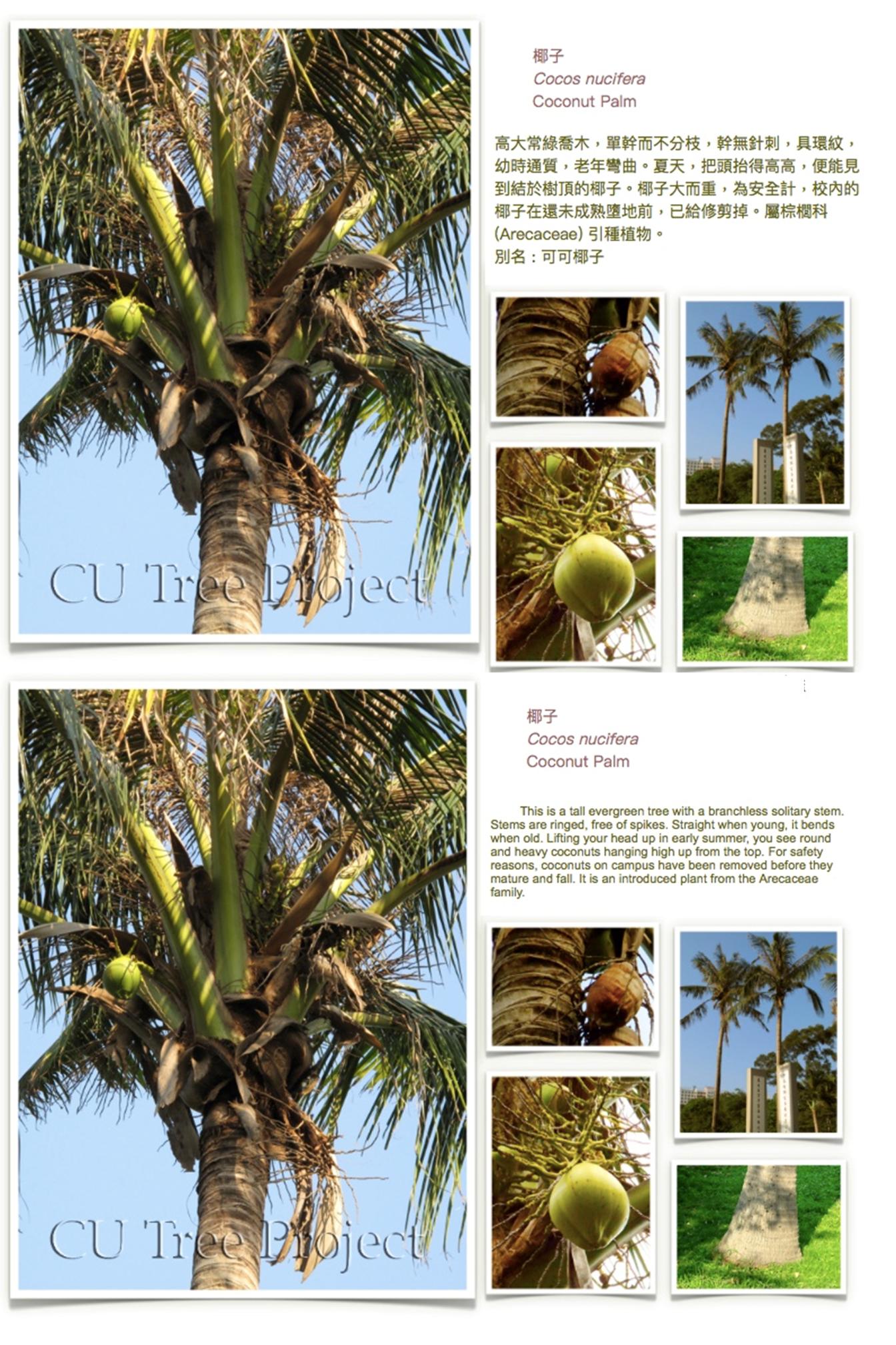 coconut-palm.JPG