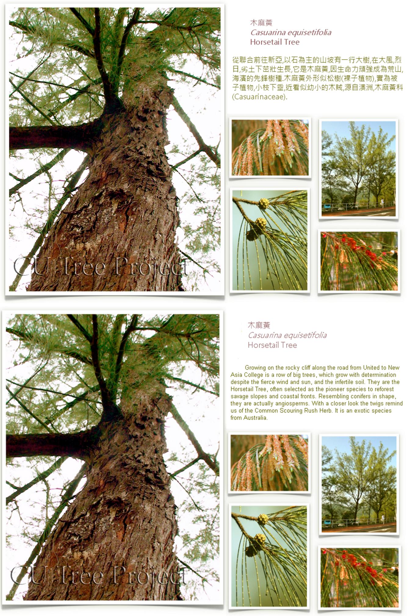 horsetail-tree.jpg