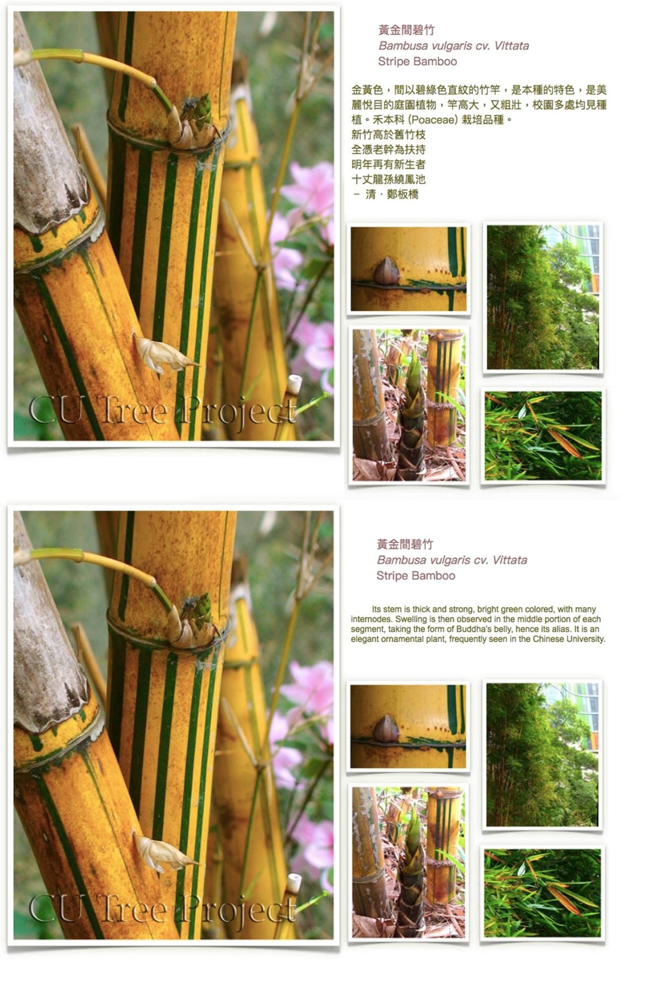 stripe-bamboo.JPG